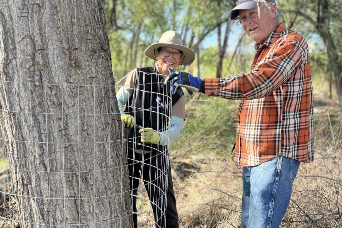 2 volunteers caging a cottonwood