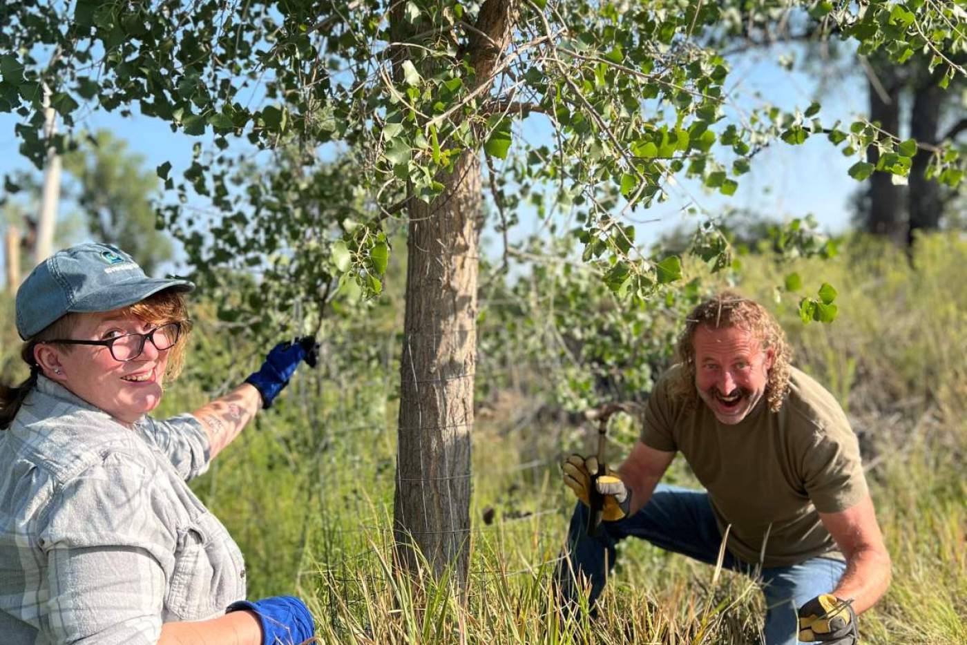 woman and man install a metal cage around a small cottonwood tree
