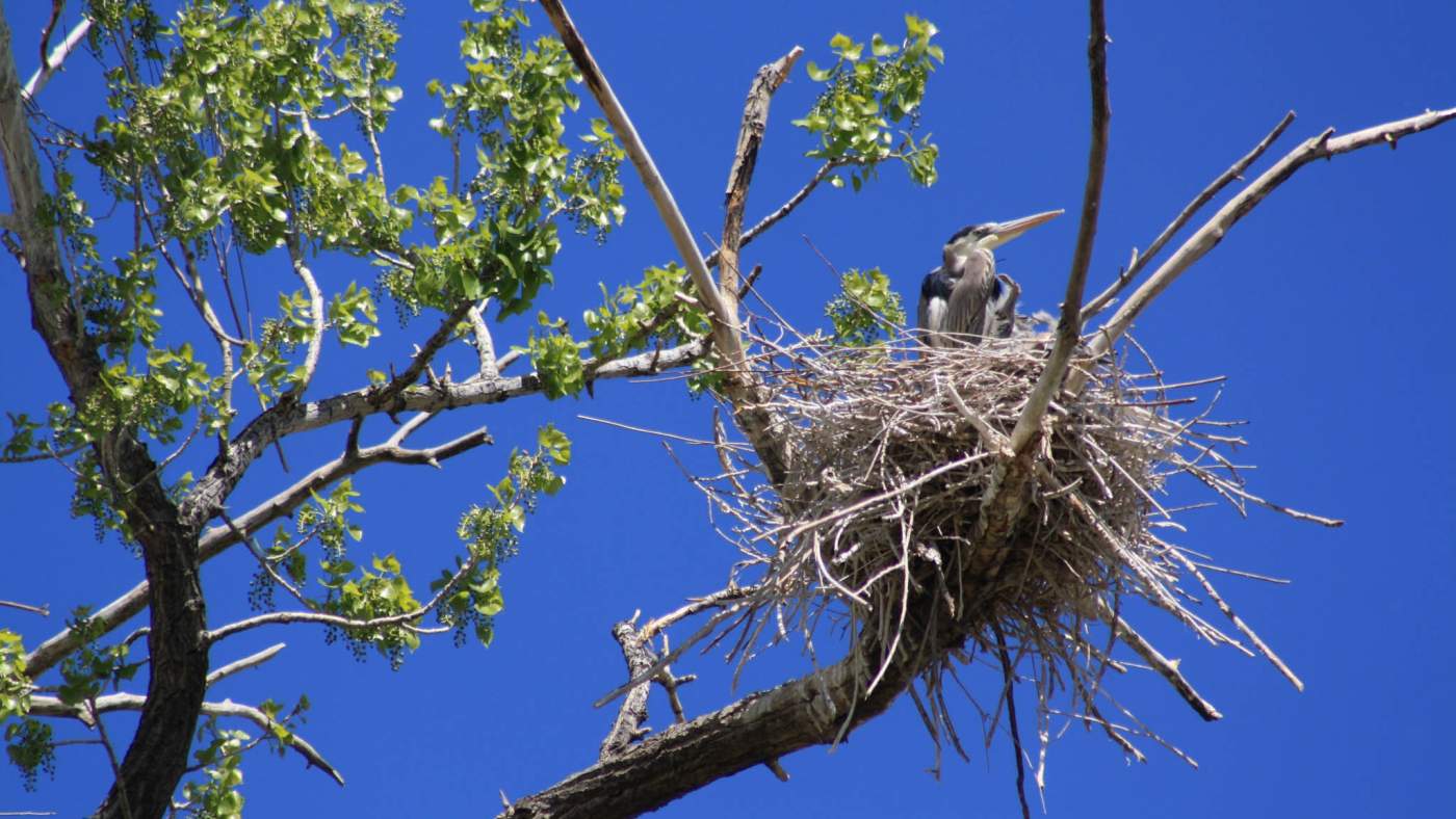 blue heron