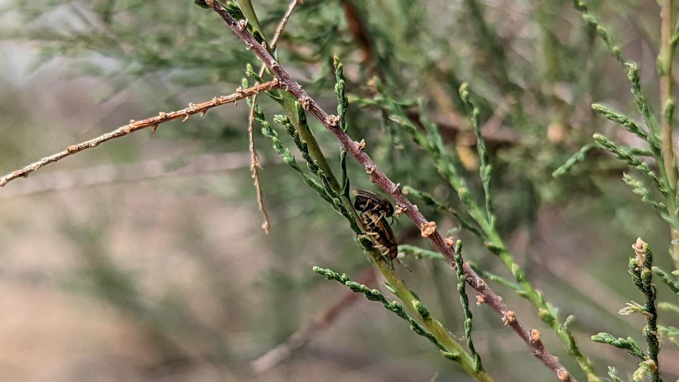 beetles mating