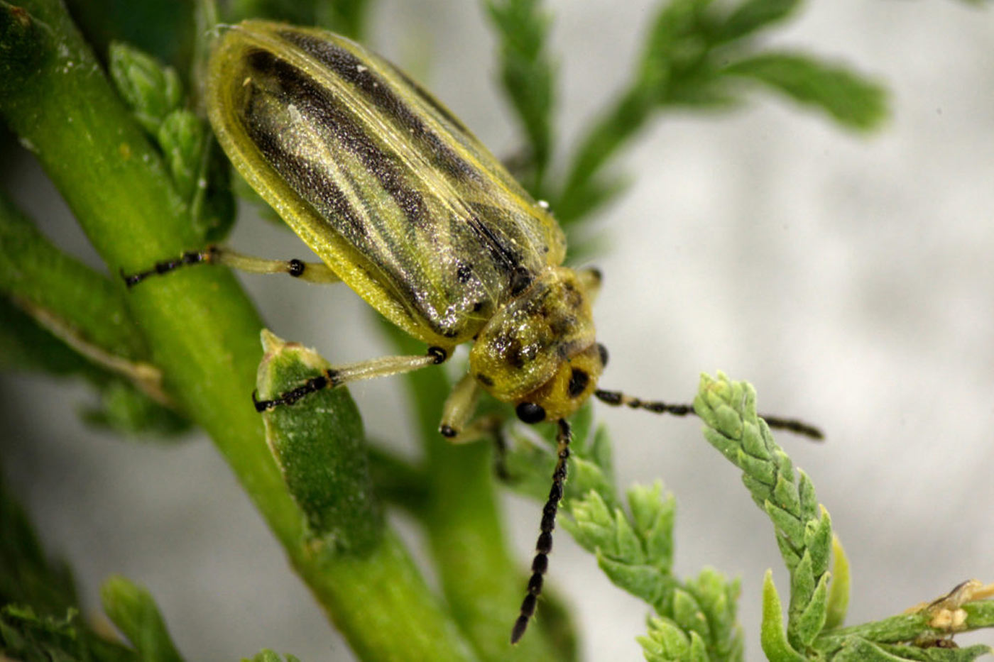 Tamarisk Beetle