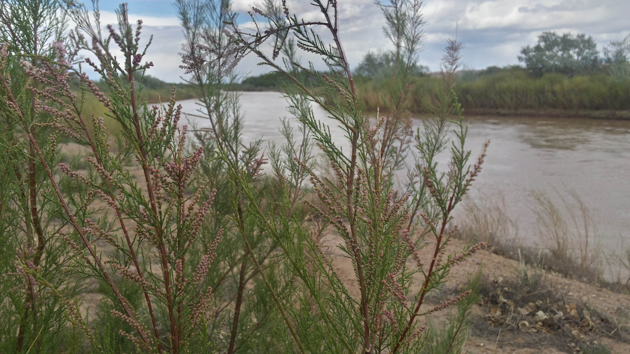 tamarisk