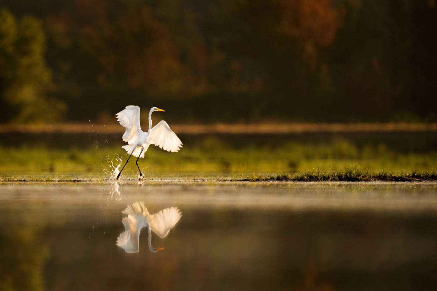 bird flying out of water