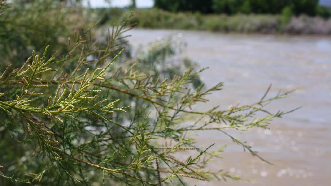 tamarisk
