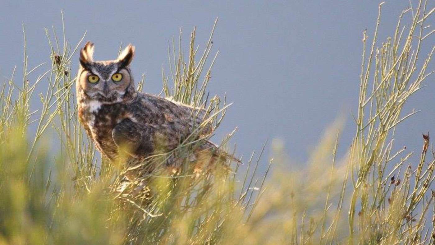 owl in field