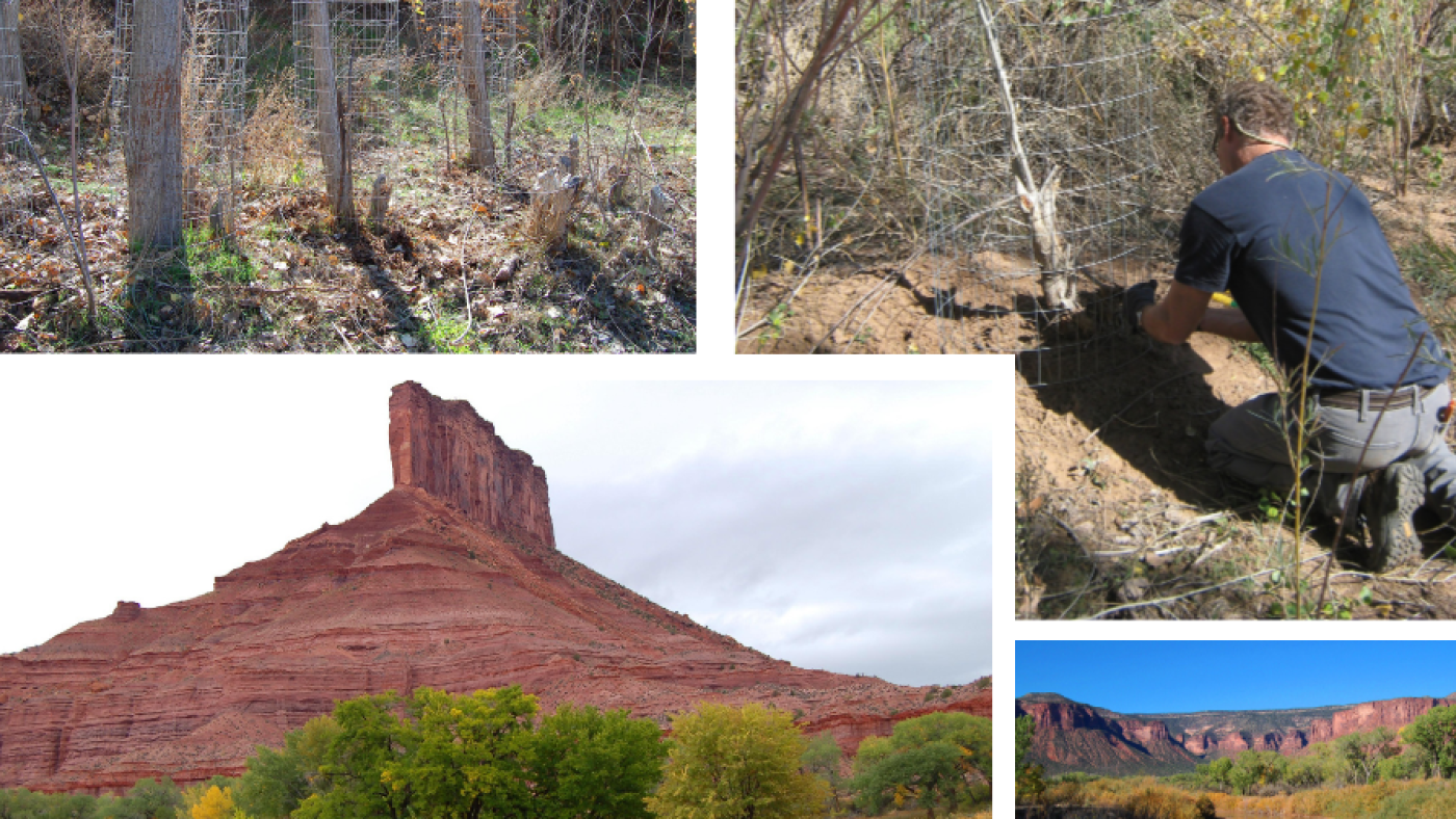photo collage including red mountain over river, trees with protective metal caging, a person kneeling while installing a cage, and a riverscape