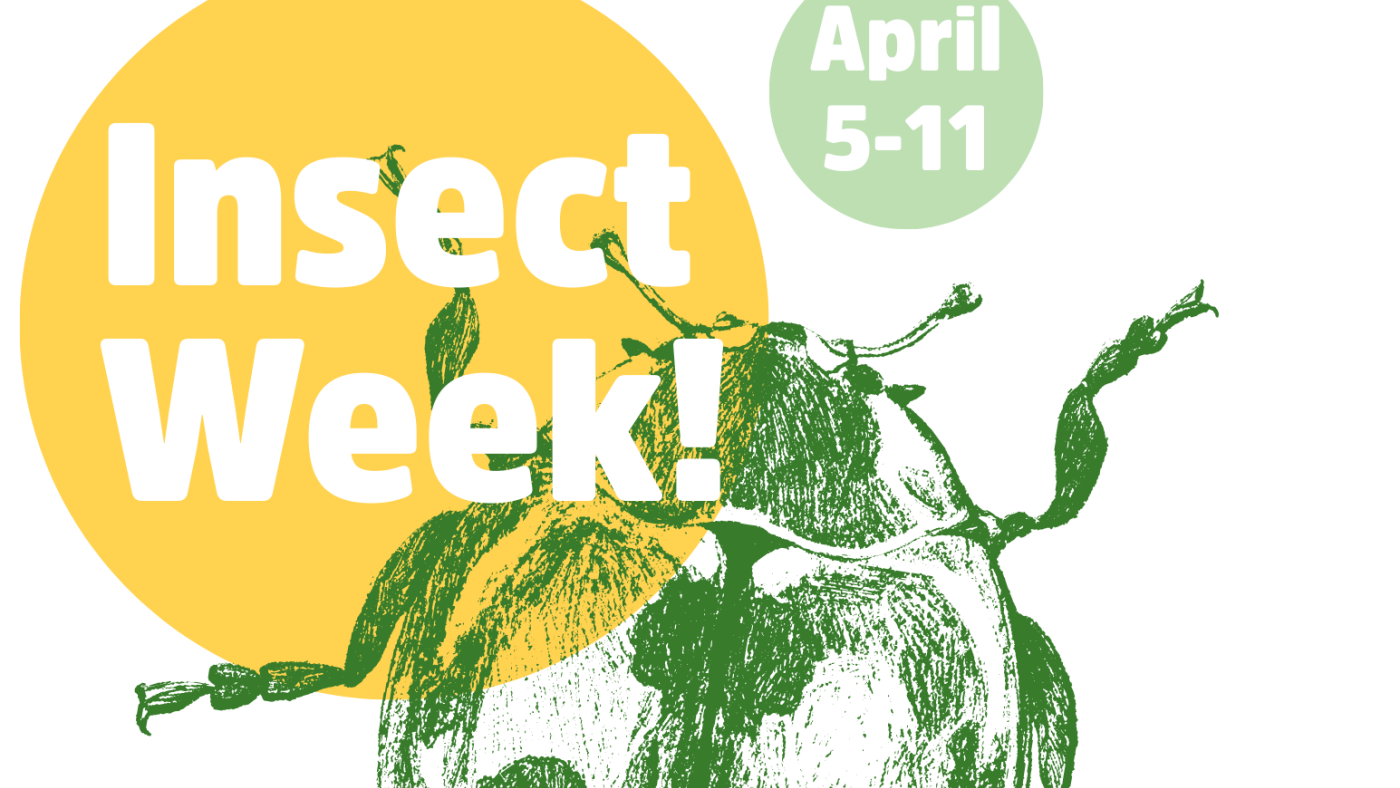 Insect Week/Bug Night flyer