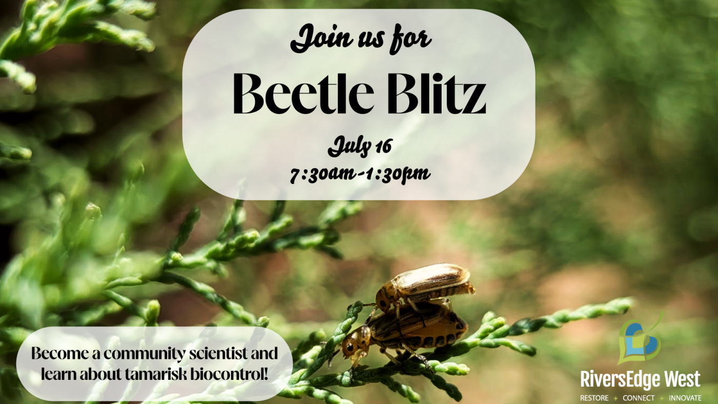 Beetle Blitz flyer