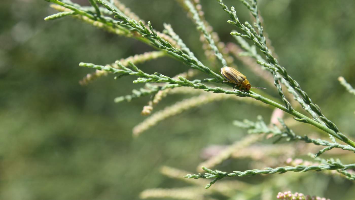 Tamarisk beetle resting on tamarisk