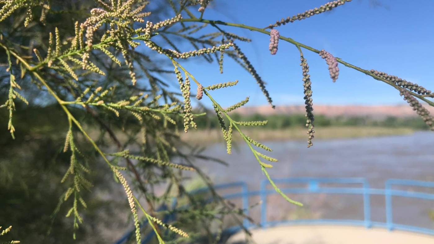 tamarisk