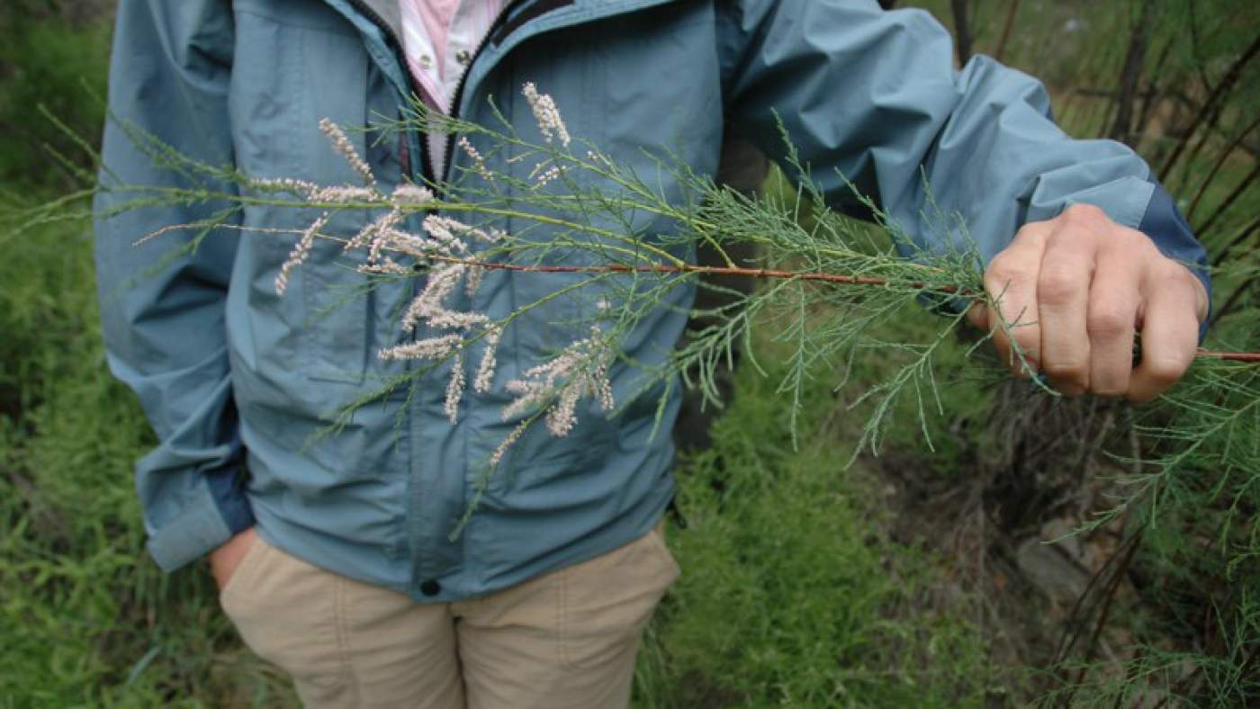 tamarisk