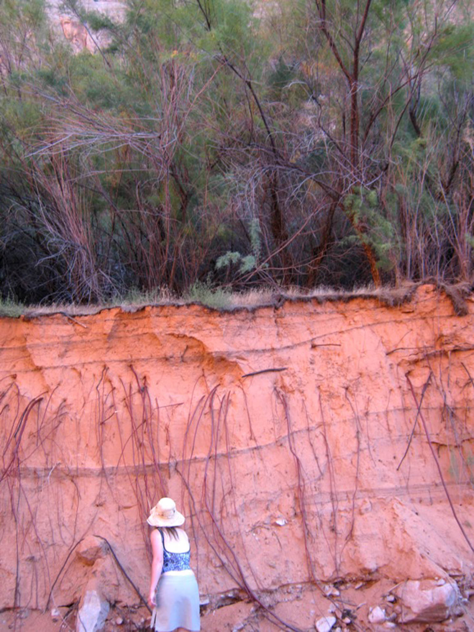 Tamarisk roots